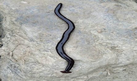 Hammerhead Worm