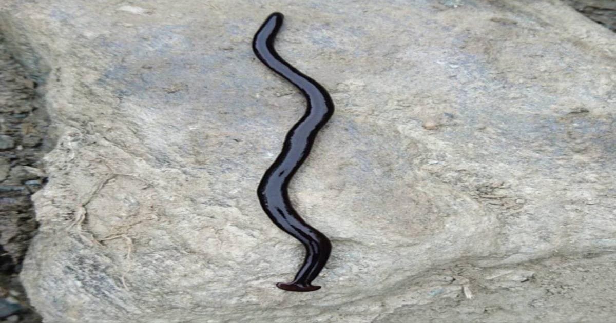 Hammerhead Worm