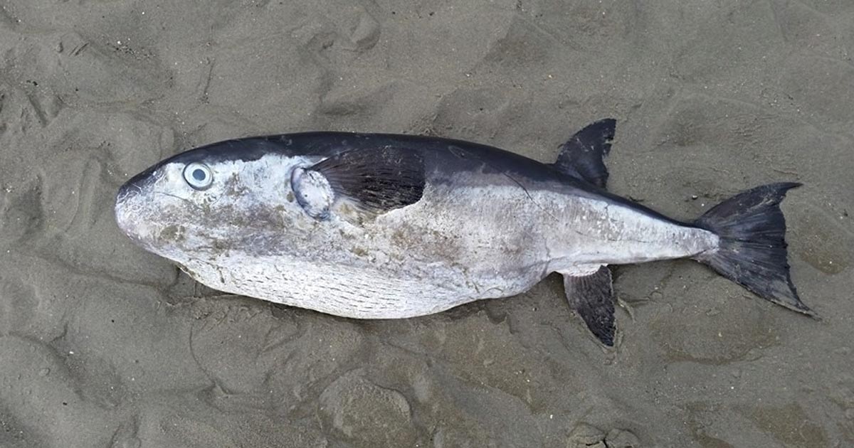 Oceanic Puffer