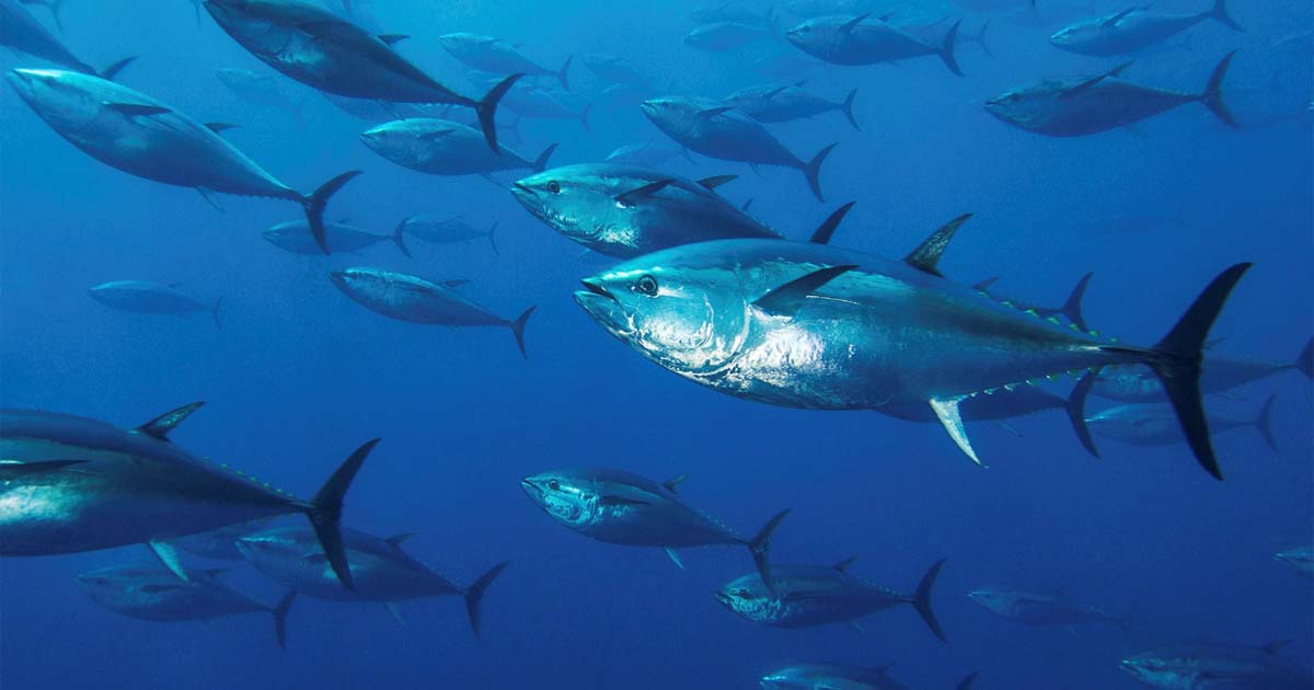 Atlantic bluefin tuna