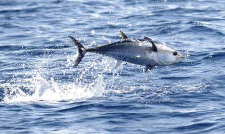 Atlantic bluefin tuna