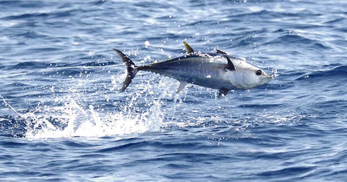 Atlantic bluefin tuna