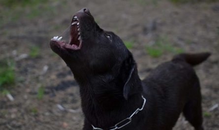 Dog Braking At Night