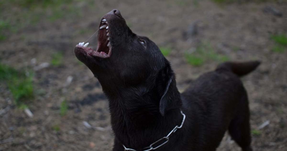 Dog Braking At Night