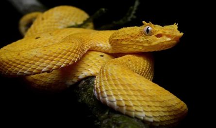 Eyelash Viper