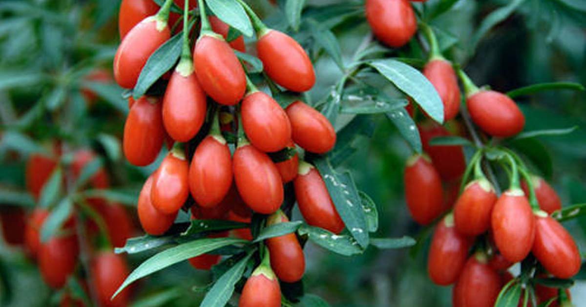 Goji Berry