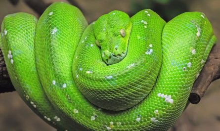 Green Tree Python