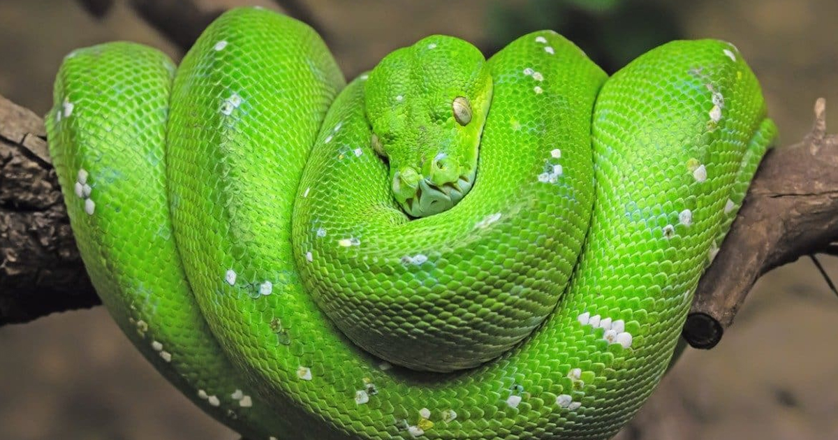 Green Tree Python