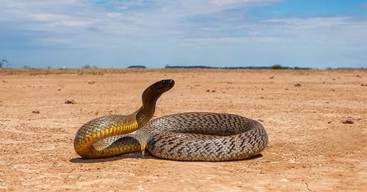 Inland Taipan