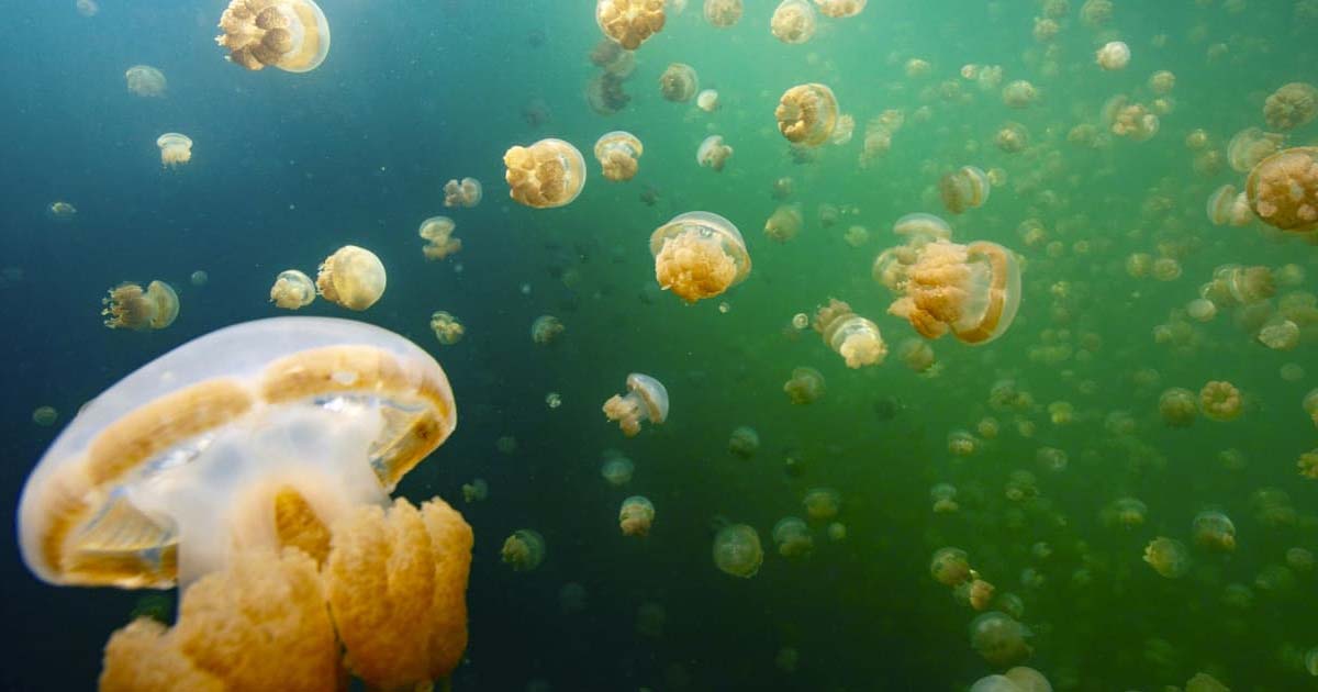 Jellyfish Lake