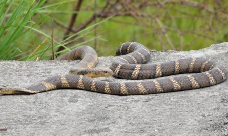 King Cobra