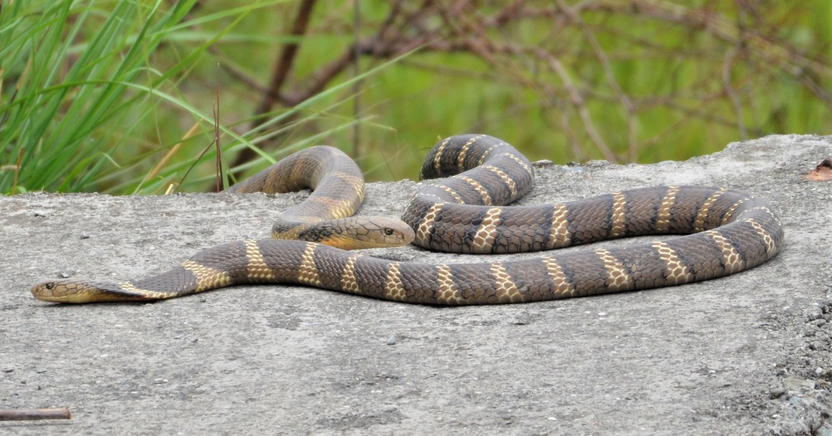 King Cobra