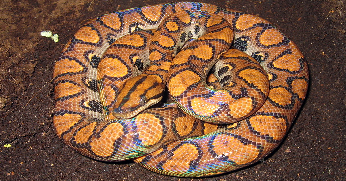 Rainbow Boa