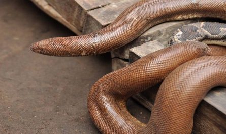 Red Sand Boa