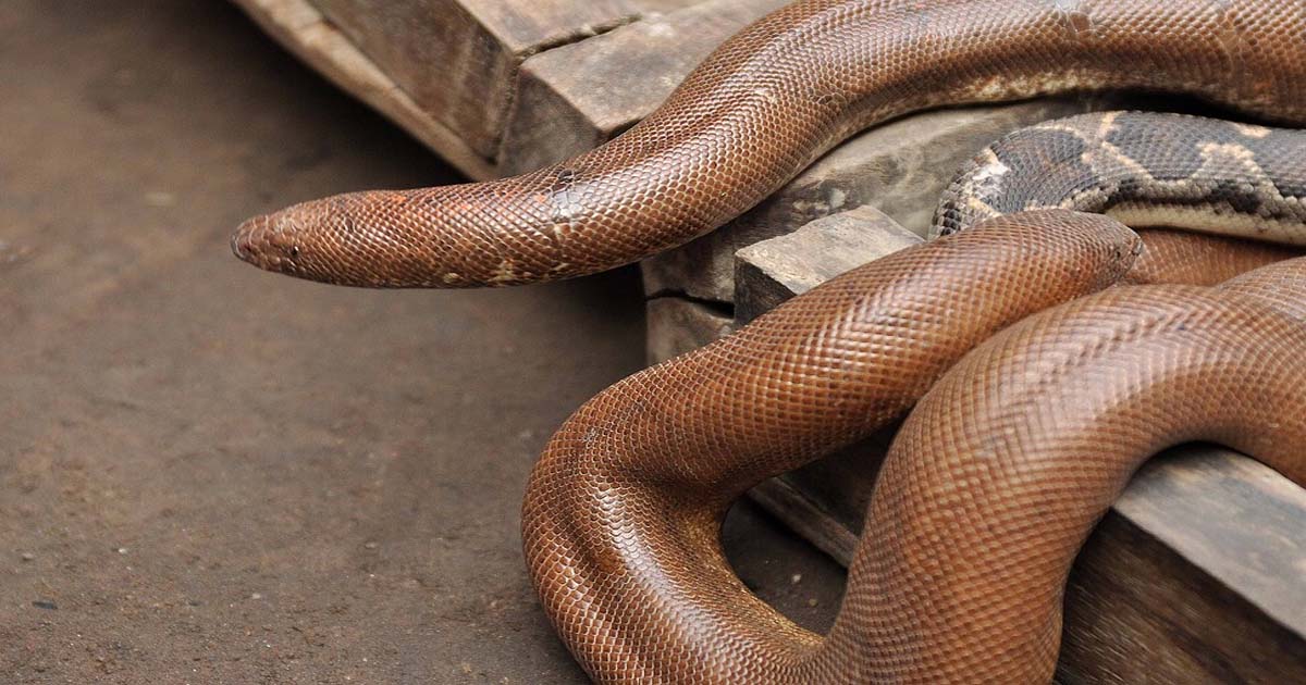 Red Sand Boa