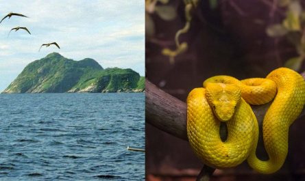 Snake Island