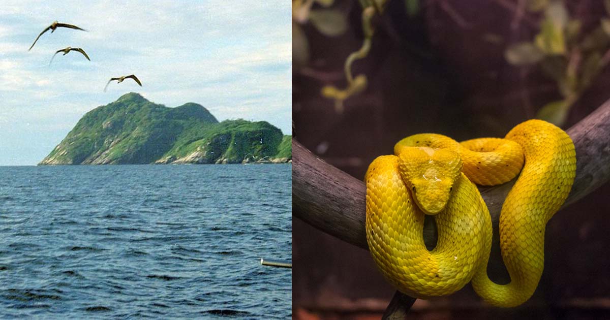 Snake Island