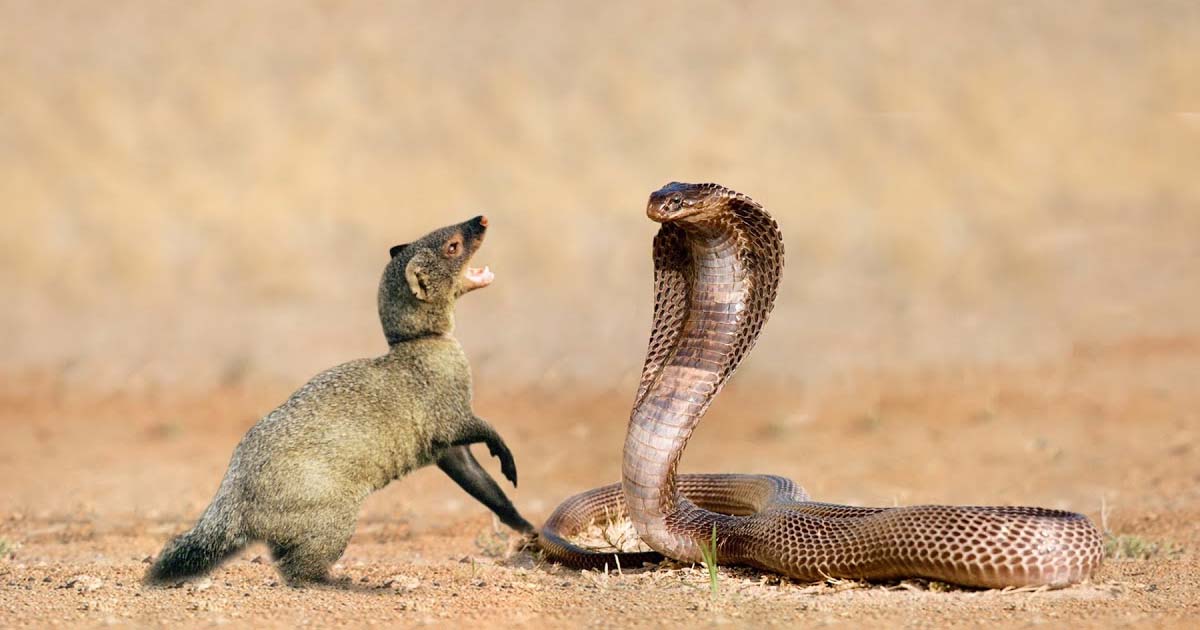 Snake Vs Mongoose