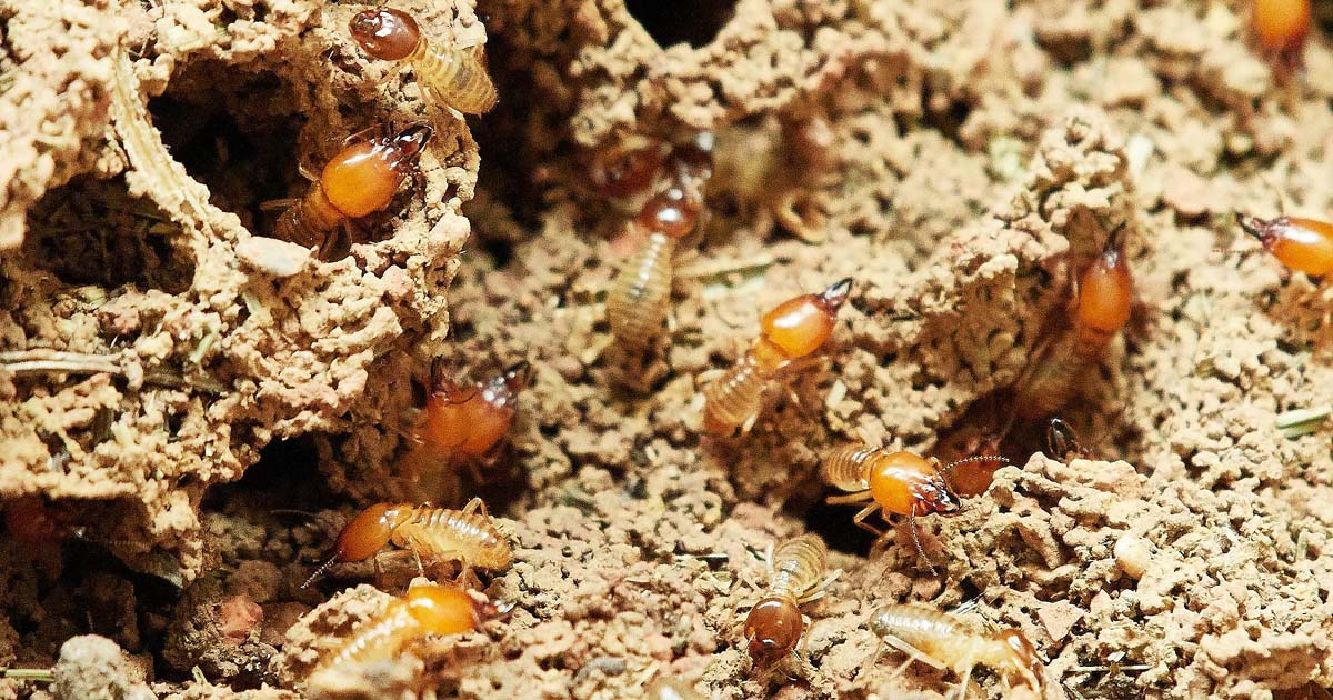 Termites