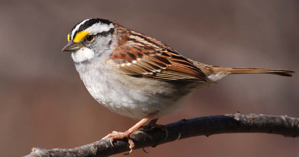 White throated Sparrow