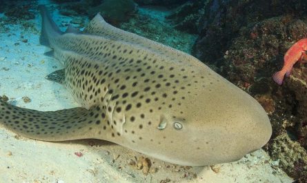 Zebra shark