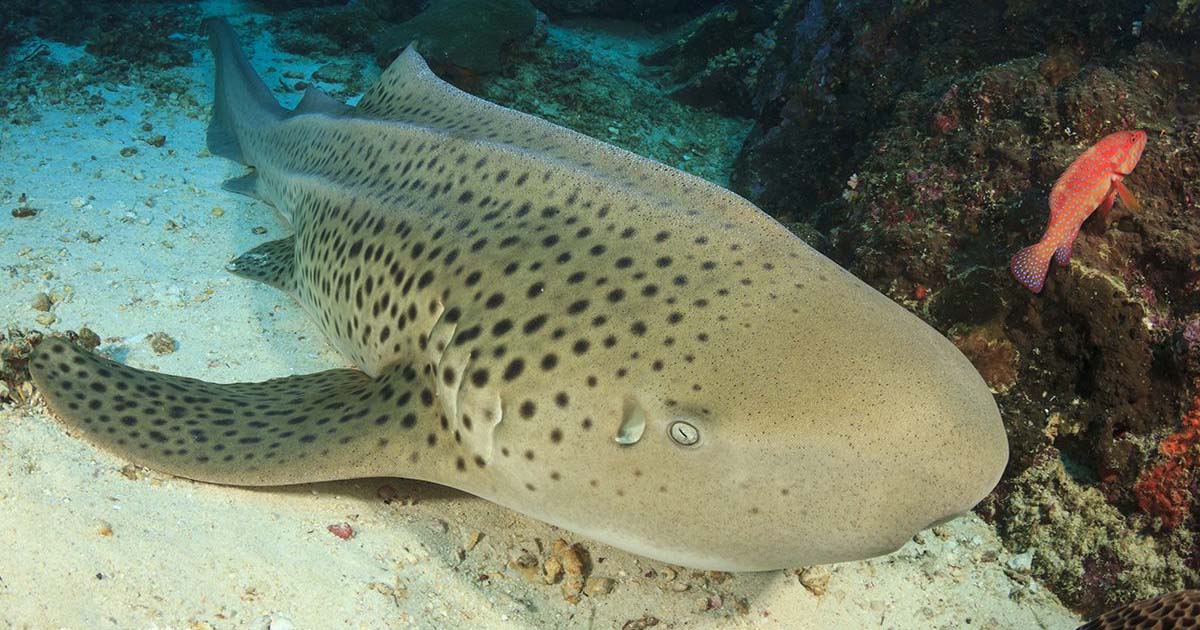 Zebra shark