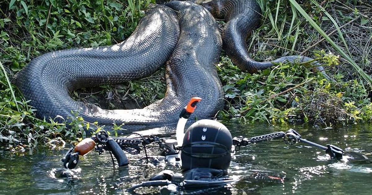 Anacondas in Brazil Adventure