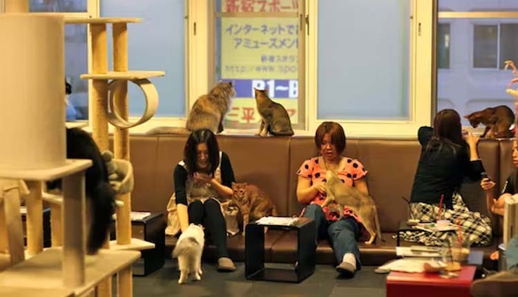 Cat Cafes