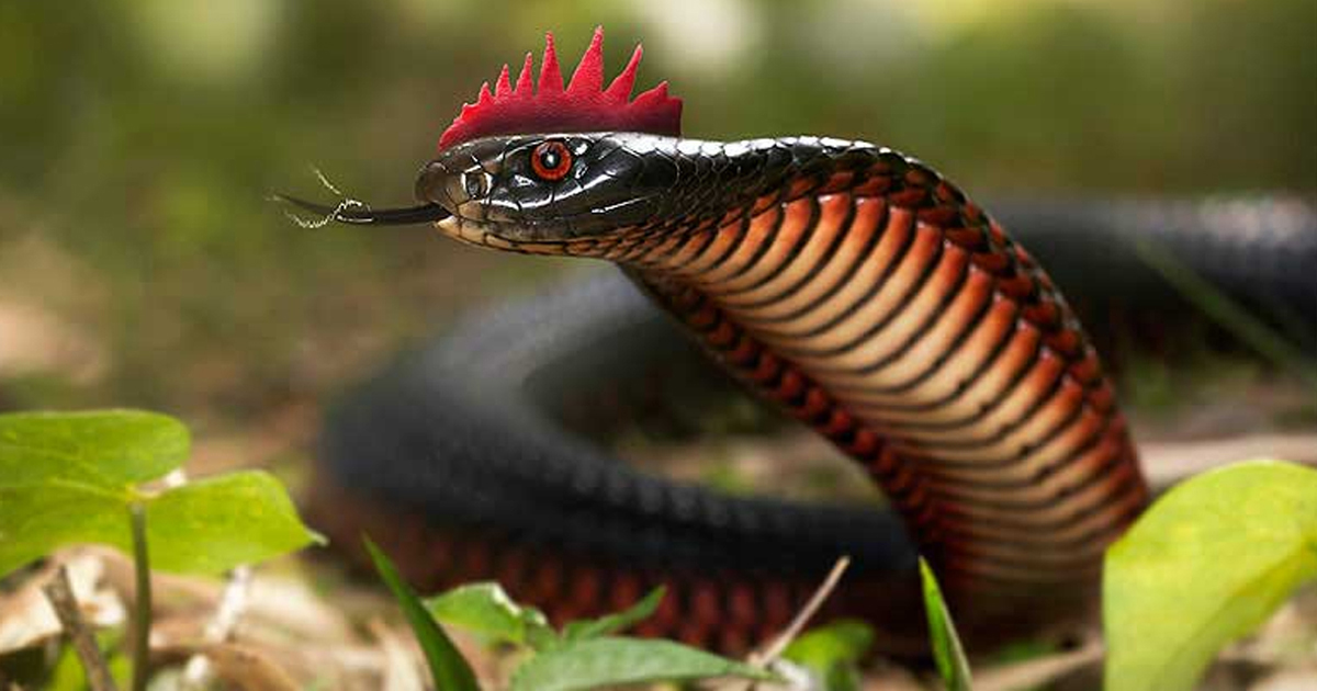 Karinkoli Snake