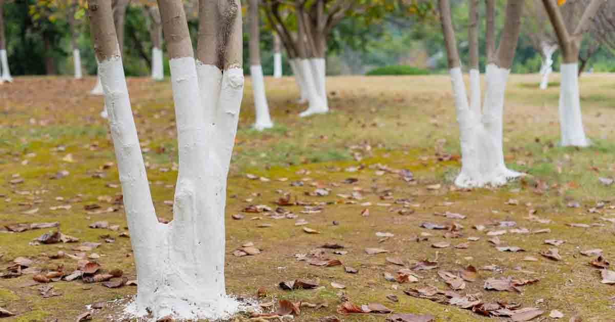 Why are trees painted white