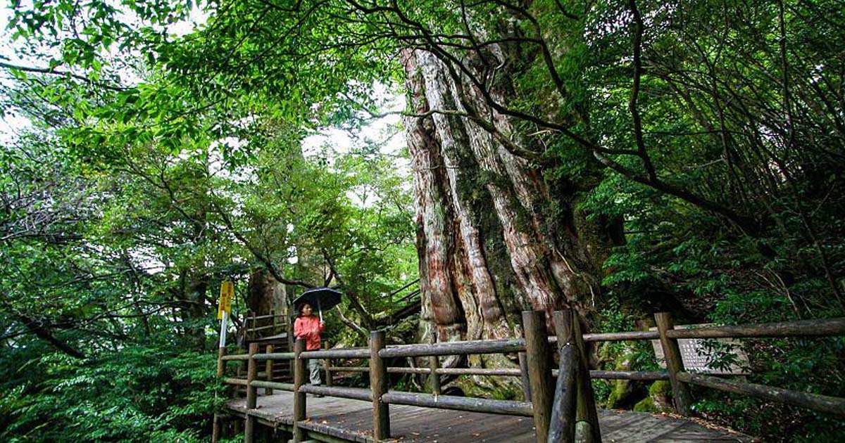 Yakusugi Land