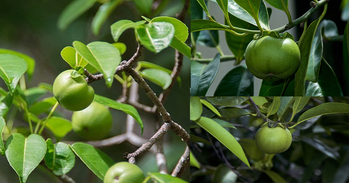 Manchineel Tree