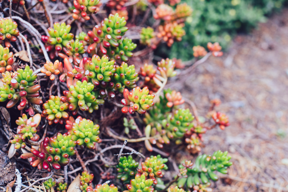 succulents plant