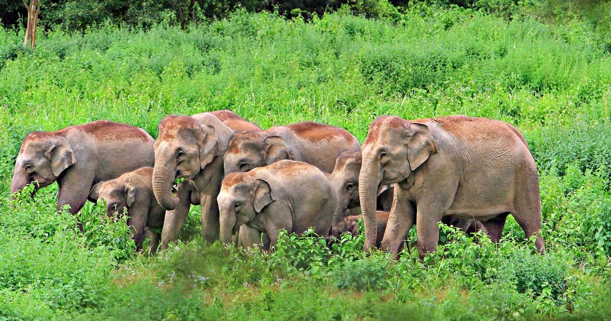 A Land of Million Elephants