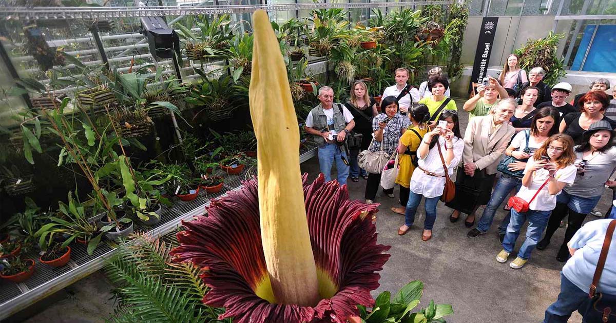 Amorphophallus titanum