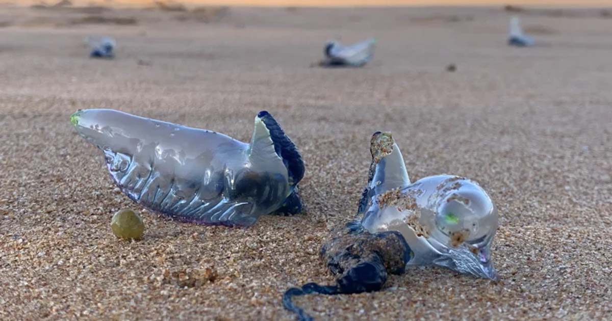 Bluebottle Jellyfish