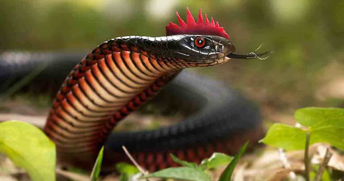 Karinkoli Snake