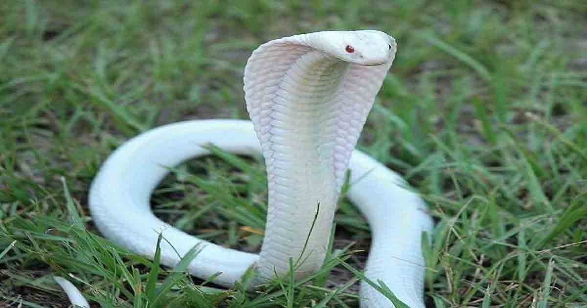 White Cobra