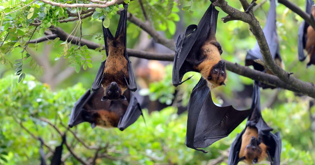 Bats