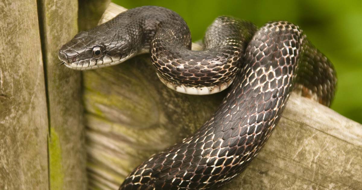 Rat Snake