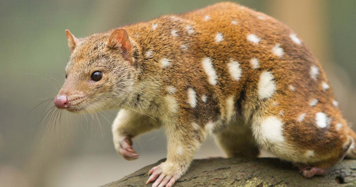 Quolls